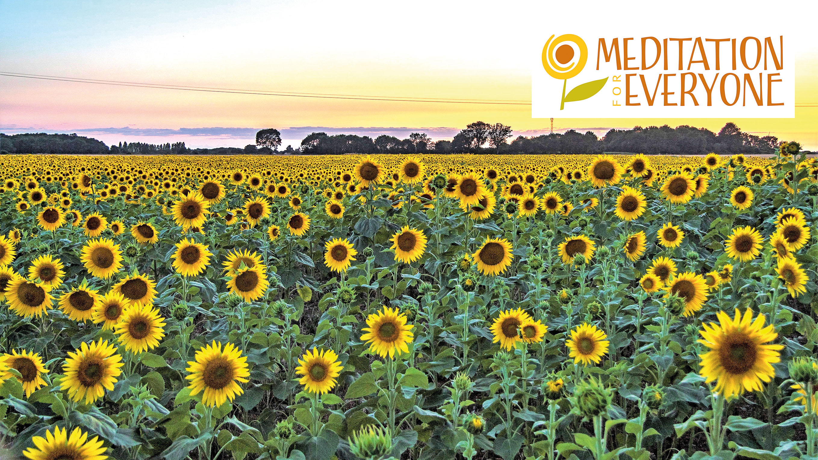 Het logo van mijn website is een veld vol zonnebloemen.